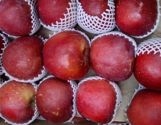 Apples are a fruit very rich in malic acid, an acid that has the ability to neutralize uric acid in the body. Photo: Kieu Vu