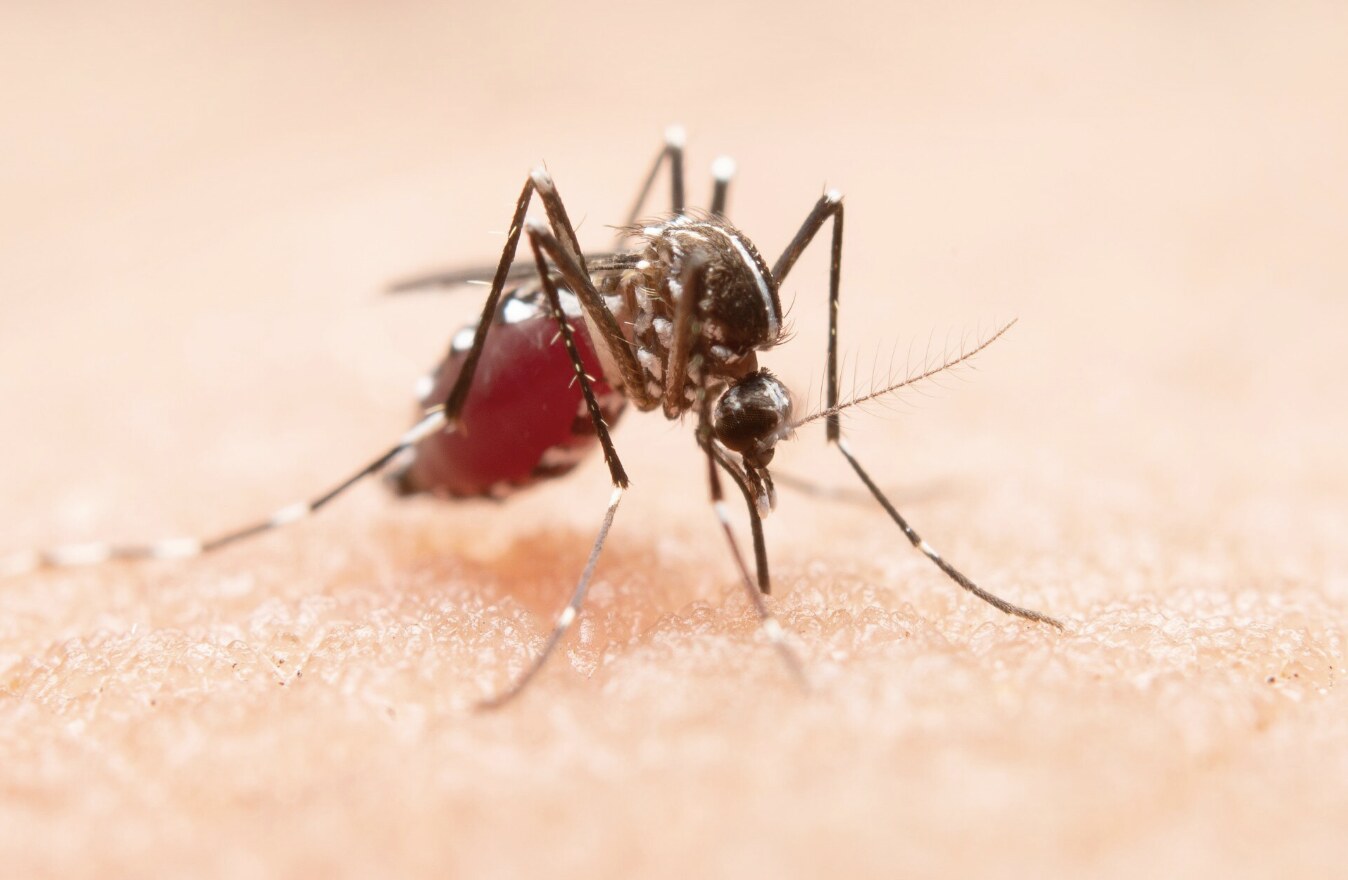 Striped mosquitoes, cockroaches and ants are insects that often appear in humid places in the house. Photo: Thuy Duong