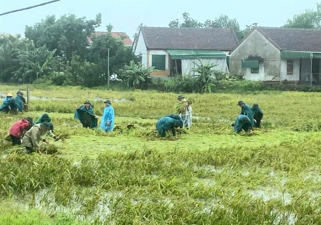 Police and military forces of Thien Nhan commune immersed themselves in the rain to support people harvesting fallen rice after the tornado. Photo: Kim Dung
