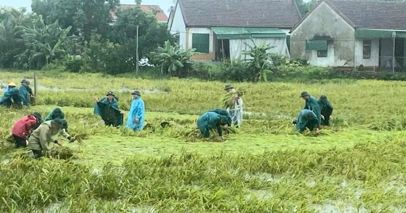 Công an, quân đội chung tay giúp dân thu hoạch lúa đổ do bão