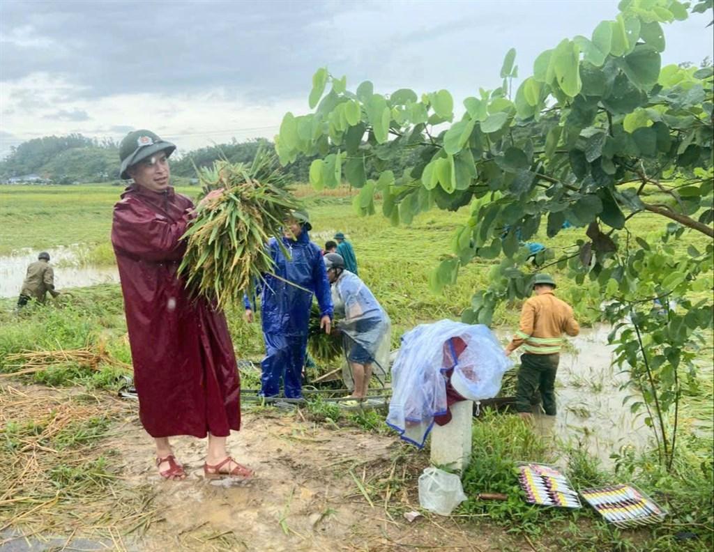 Những bó lúa nặng trĩu được lực lượng vũ trang xã Thiên Nhẫn vận chuyển lên bờ sau dông lốc. Ảnh: Kim Dung 