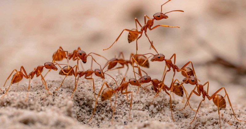 5 bước xử lý kiến ba khoang trong nhà, hạn chế tái phát