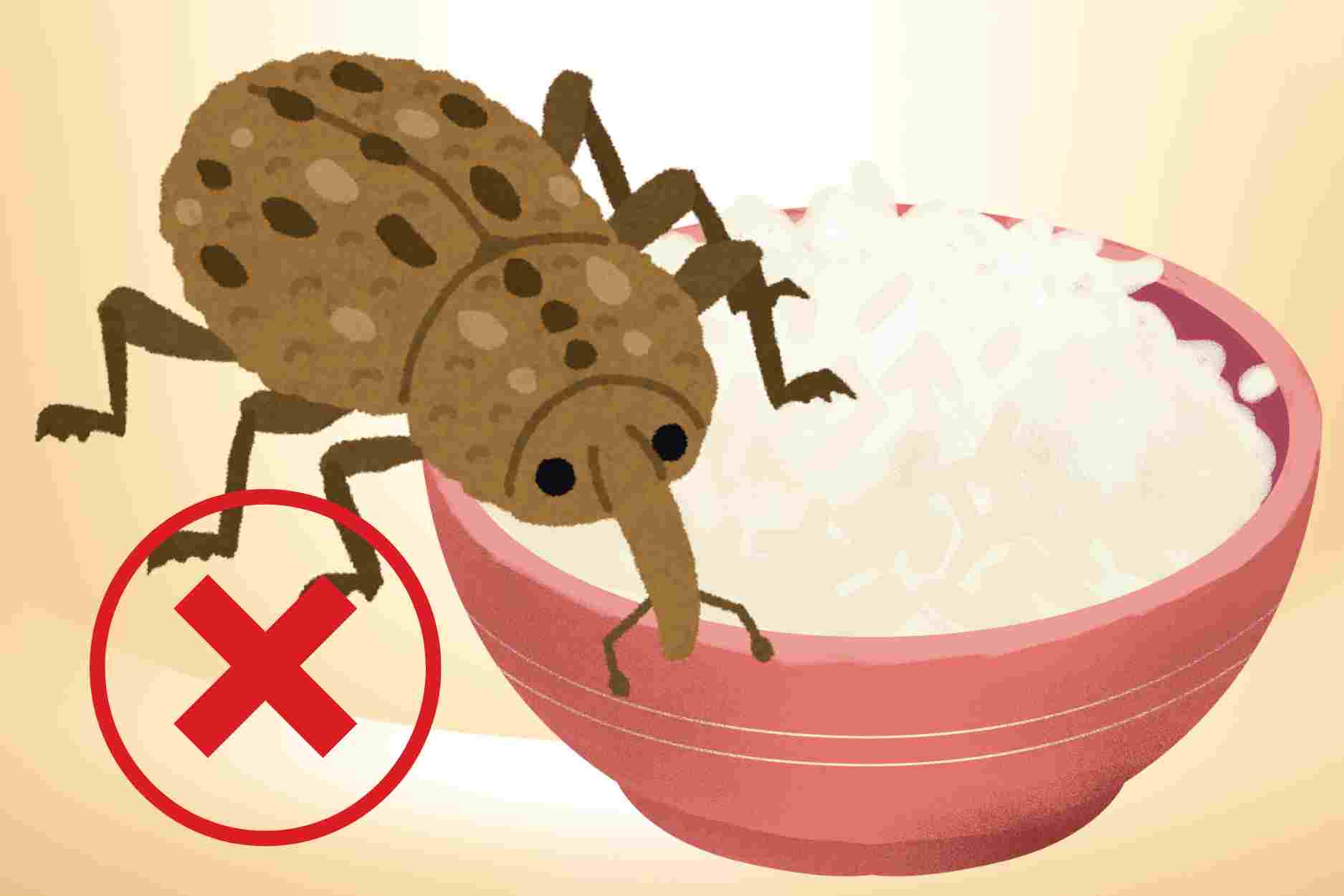 Why are there mites in rice and processing steps