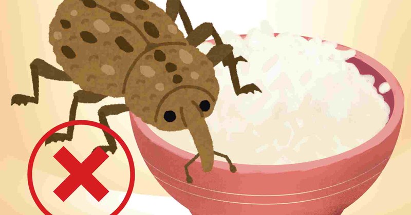 Vì sao có mạt gạo trong quy trình chế biến?