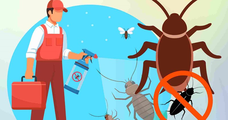 Hiểu 3 đặc tính của gián để kiểm soát hiệu quả