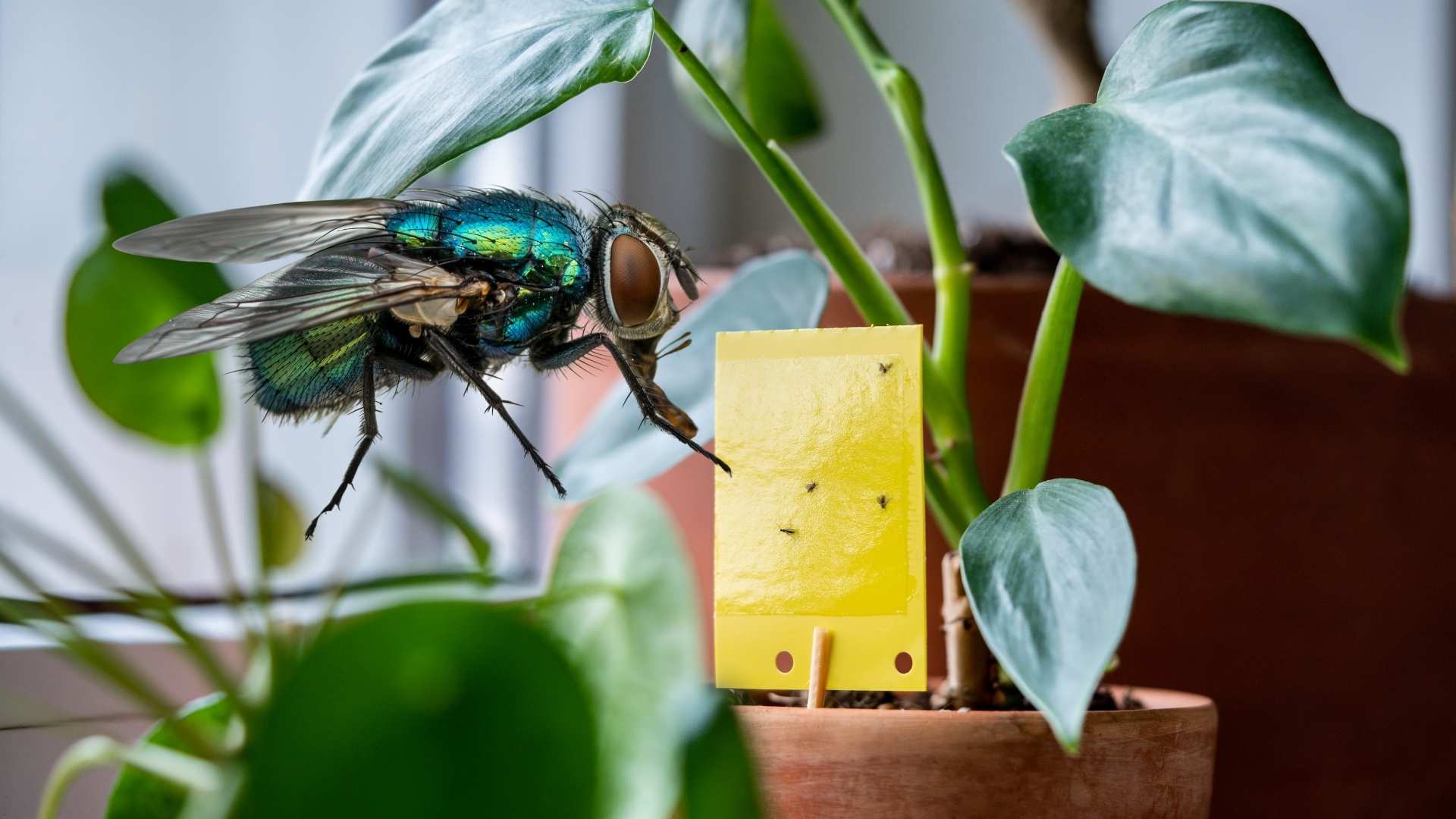 How to kill fruit flies in plants in the house, and prevent them from returning
