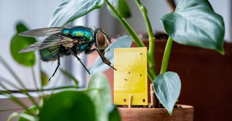 Cách diệt ruồi giấm trong cây cảnh tại nhà