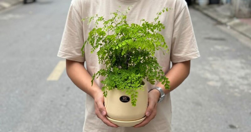 Cây tóc thần vệ nữ: Món quà ý nghĩa cho người yêu thương