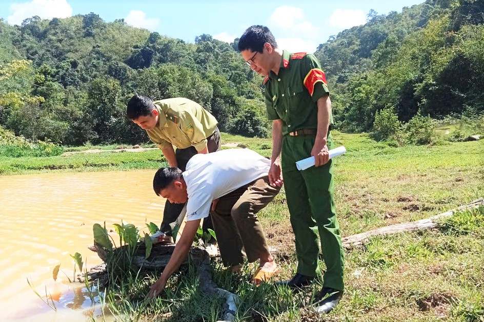 Functional agencies proceed to re-release the golden lotus turtle to its natural environment. Photo: Trung Kien