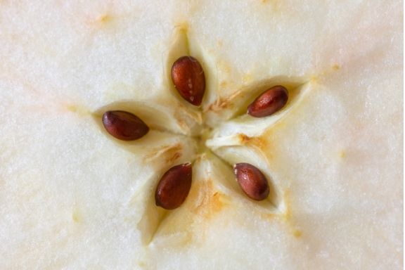 Potential health risks when eating a lot of apple seeds