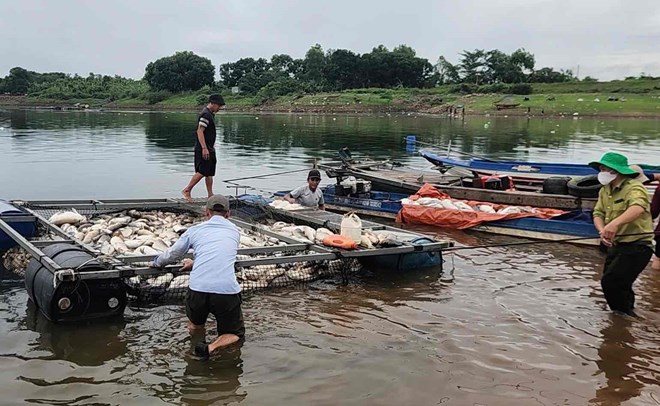 Lực lượng chức năng phường Trị An, thành phố Đồng Nai hỗ trợ người dân vớt cá chết đưa vào bờ, điều tra nguyên nhân. Ảnh: HAC