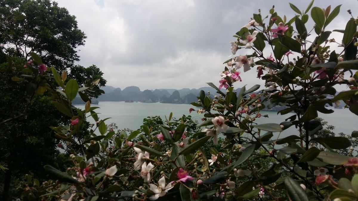 Hoa sim tím ngắt trên đảo Soi Sim, vịnh Hạ Long. Ảnh: Nguyễn Hùng