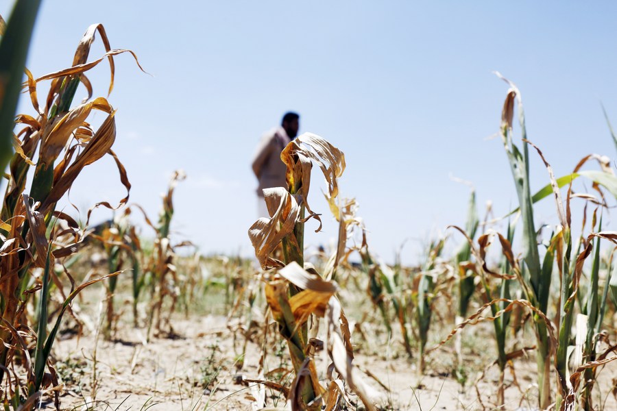 El Nino đã hình thành và có thể trở thành một trong những đợt mạnh nhất. Ảnh: Xinhua