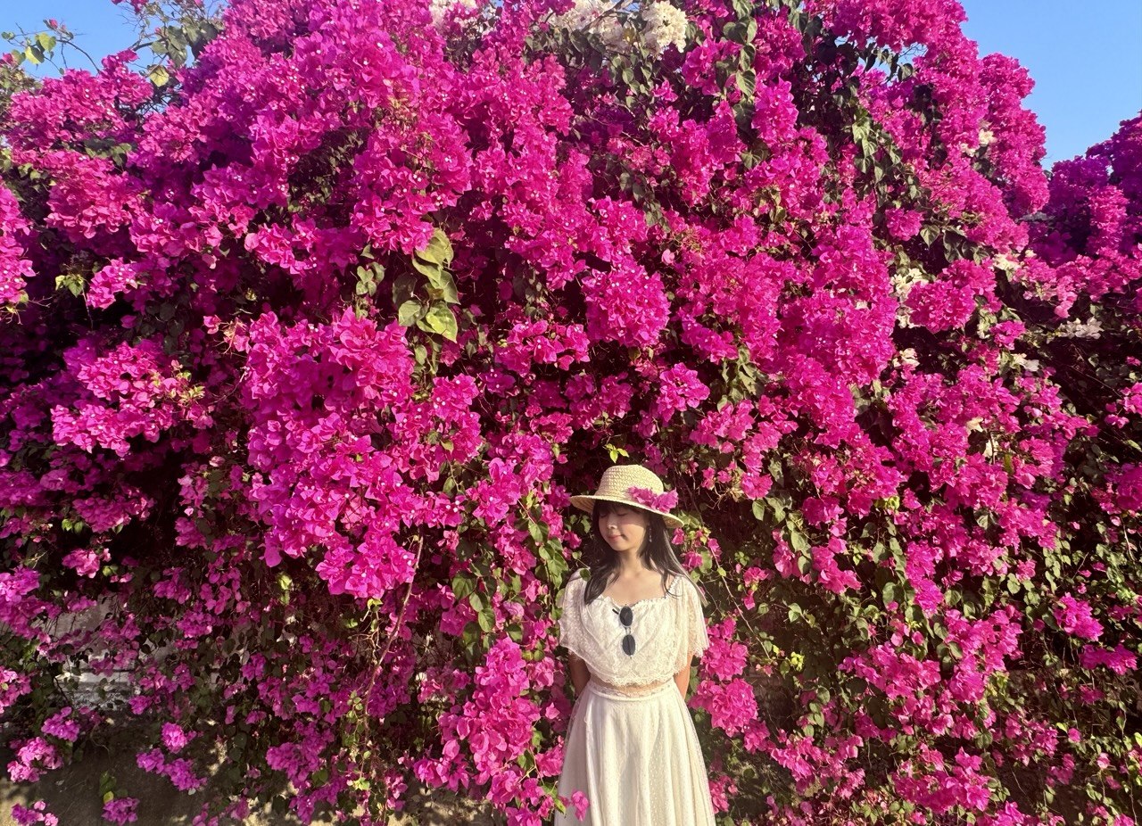 Hoa giấy bung nở rực rỡ ở Phan Thiết. Ảnh: Linh Boo