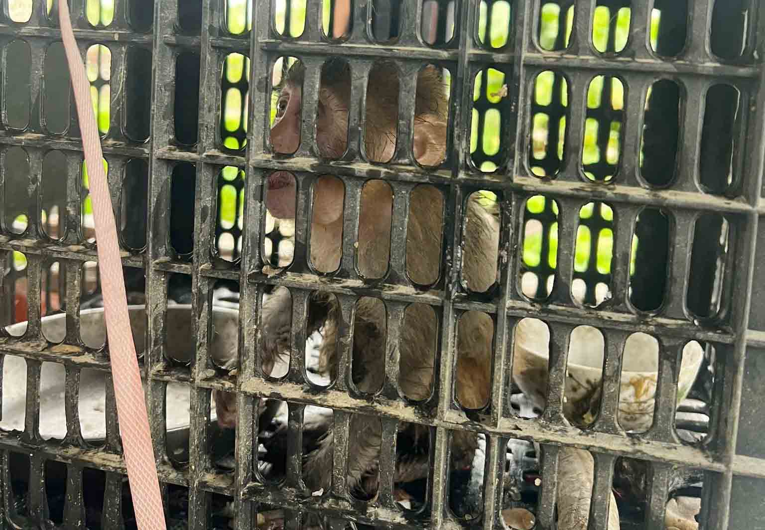 The pig-tailed macaque individual that Mr. Hanh handed over to functional agencies to release back into nature. Photo: Hoang Anh