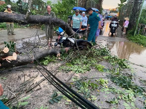 Rainstorms knock down mahogany trees onto the road in Bu Dang commune, Dong Nai city. Photo: BCHQS of Bu Dang commune
