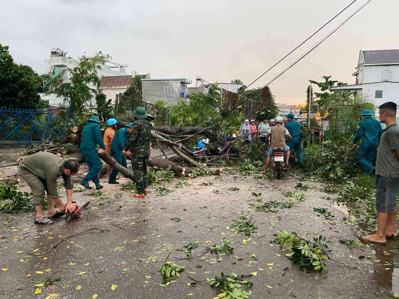 Hiện trường cây xà cừ đổ ra đường sau mưa giông. Ảnh: BCHQS xã Bù Đăng