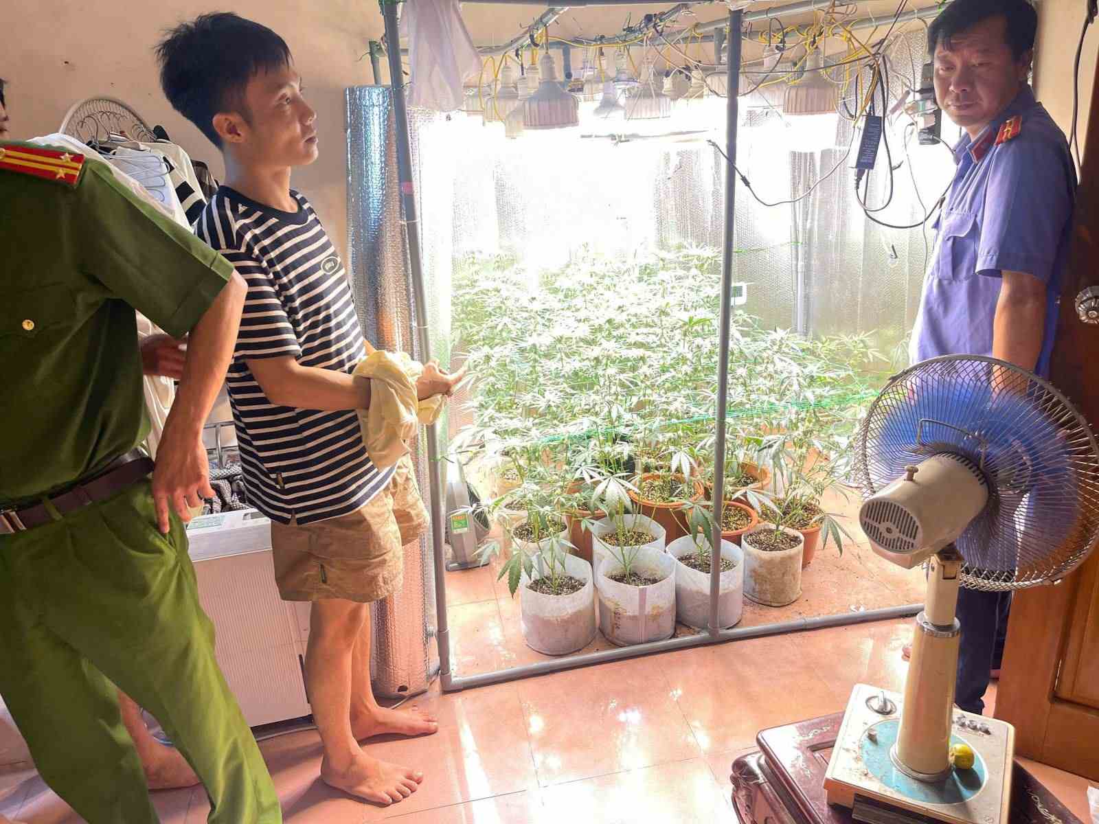 35 chậu cây cần sa được trồng trong nhà bằng hệ thống hiện đại. Ảnh: Công an tỉnh Hưng Yên