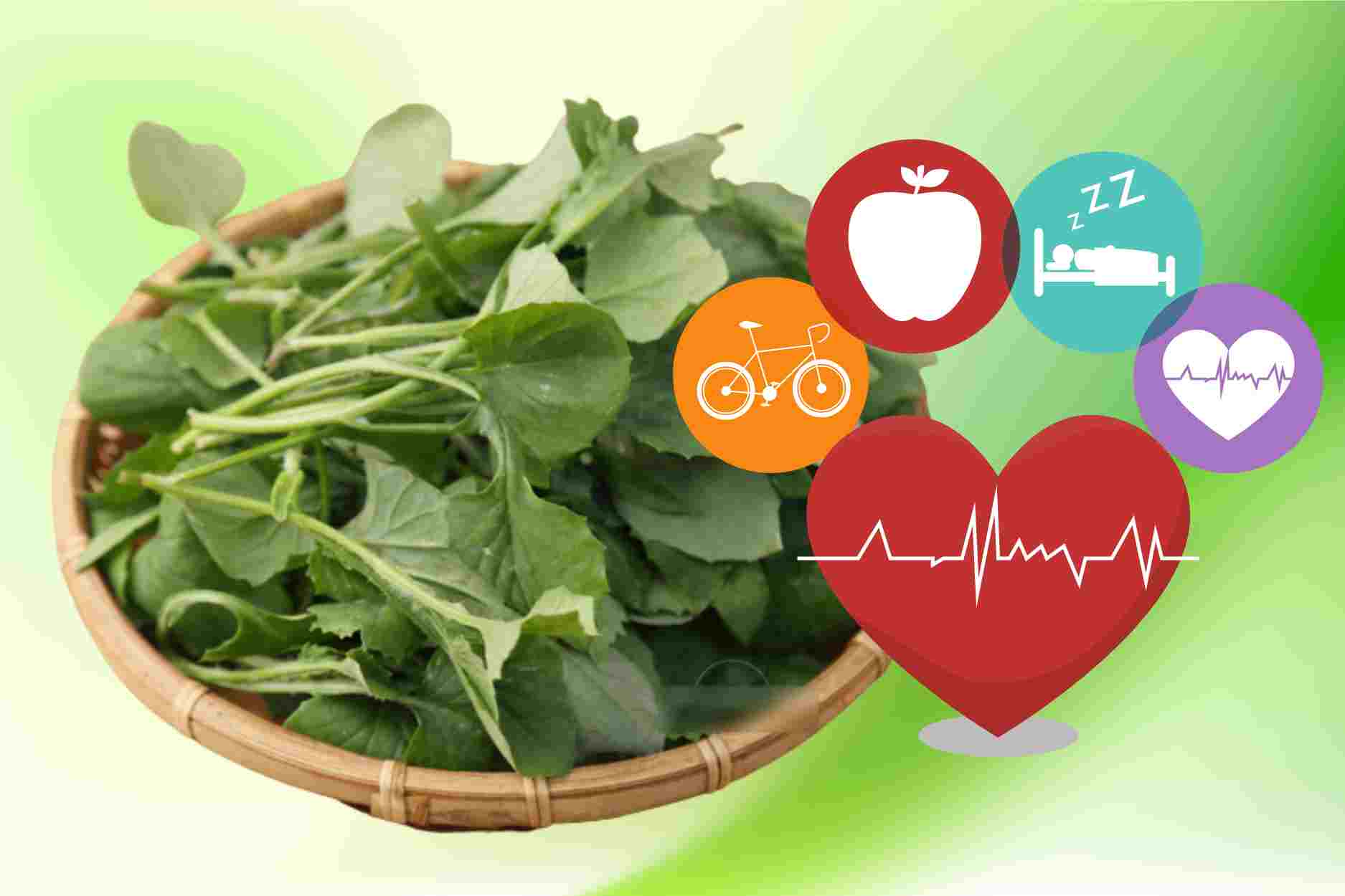 Familiar cooling vegetable contains many vitamins good for the body