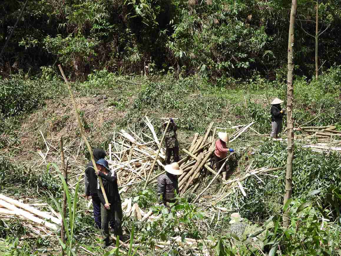 Người dân xã Ea Trang làm thuê, thu hoạch keo kiếm tiền mưu sinh. Ảnh: Bảo Lâm