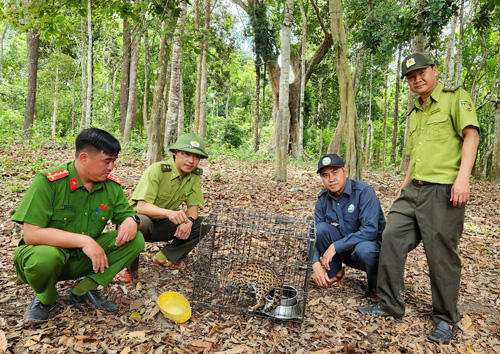 Releasing wild cat individuals back to the natural forest. Photo: DVCC