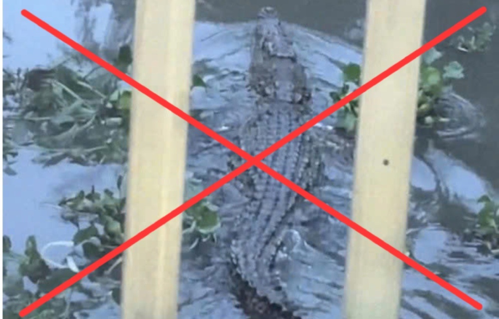 Image of a crocodile appearing in Vinh Tre canal (An Giang) is a product of AI. Photo posted on social networks
