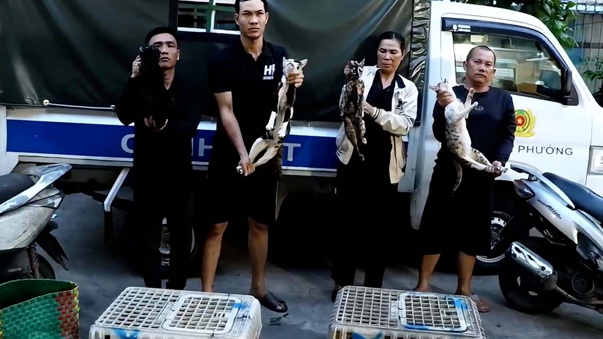 Ho Chi Minh City police dismantle a large-scale cat theft and collection ring.
