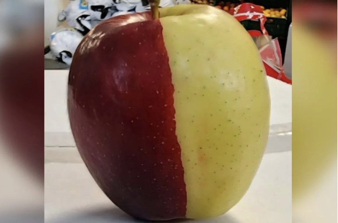 Rare apple in New Zealand. Photo: Sunshine Corner Market