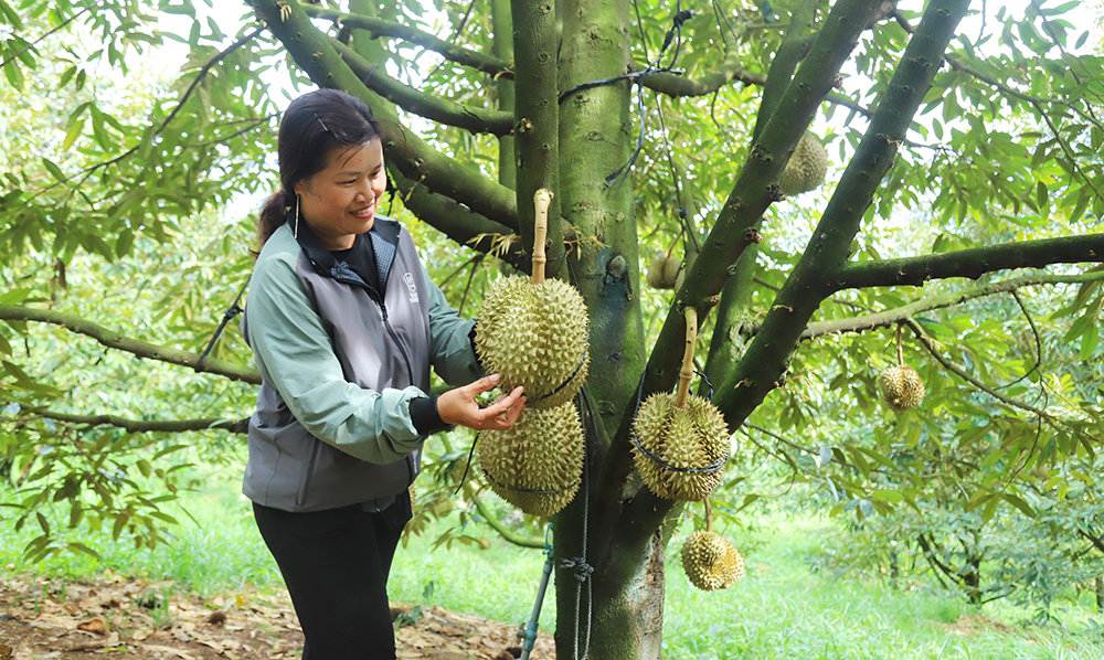 Hiện Lâm Đồng có khoảng 45.550 ha sầu riêng, lớn nhất cả nước, với sản lượng ước đạt 310.000 tấn. Ảnh: Phúc Khánh