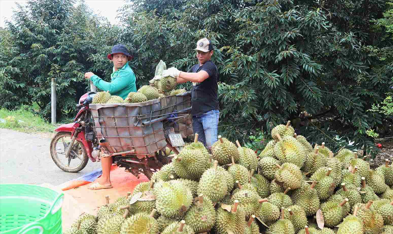 Theo người dân các xã phía Nam, năm nay, năng suất sầu riêng tăng cao hơn những năm trước. Ảnh: Phúc Khánh 