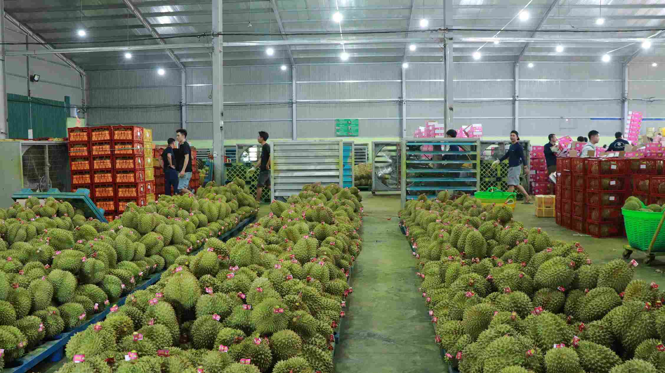 Lam Dong is focusing on managing durian growing area codes for sustainable export. Photo: Phuc Khanh