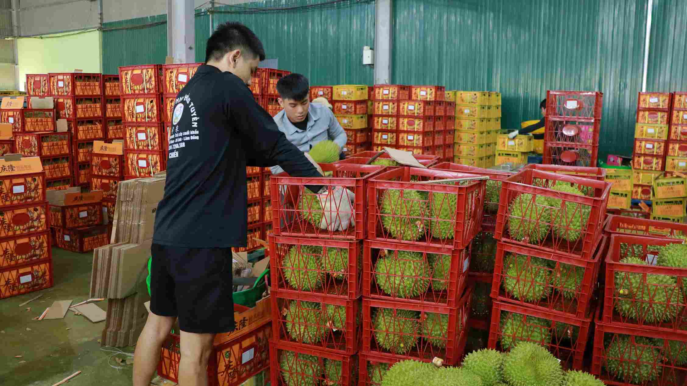 Chủ tịch UBND tỉnh Hồ Văn Mười chỉ đạo các sở, ngành và địa phương siết chặt quản lý hoạt động sản xuất, thu mua, sơ chế, đóng gói và xuất khẩu sầu riêng. Ảnh: Phúc Khánh 