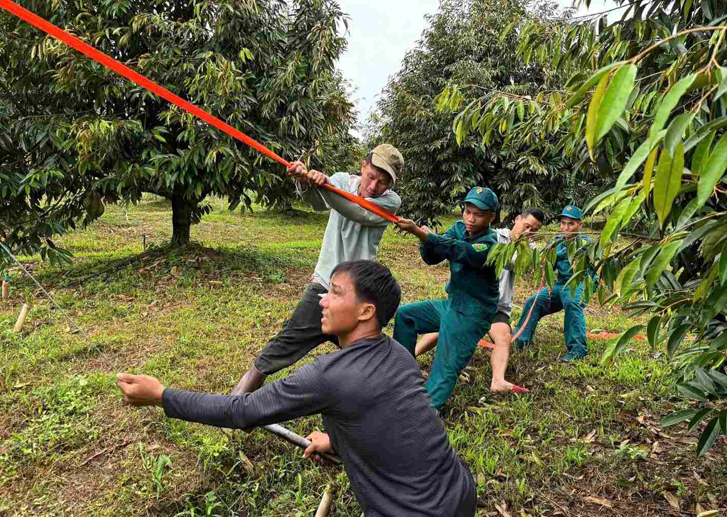 Các lực lượng hỗ trợ người dân chằng néo lại vườn sầu riêng có nguy cơ bị gãy đổ. Ảnh: Phúc Khánh