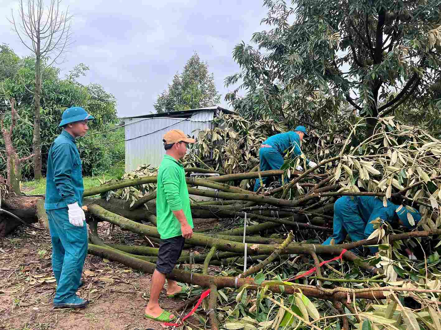 Lốc xoáy khiến sầu riêng của người dân xã Đạ Tẻh bị gãy đổ gây thiệt hại nặng. Ảnh: Phúc Khánh