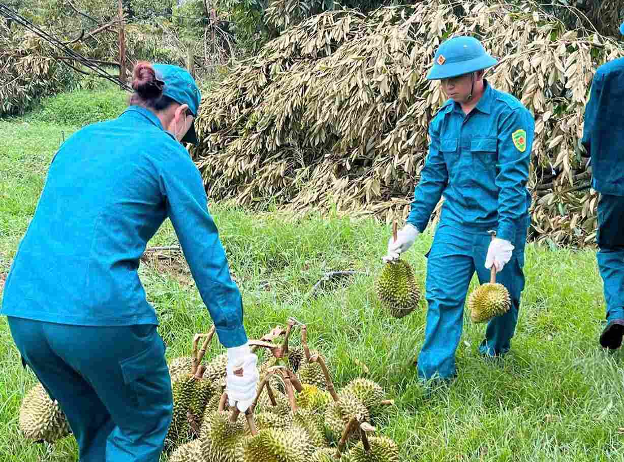 Các lực lượng hỗ trợ người dân thu dọn sầu riêng bị rụng do lốc xoáy. Ảnh: Hải Đường