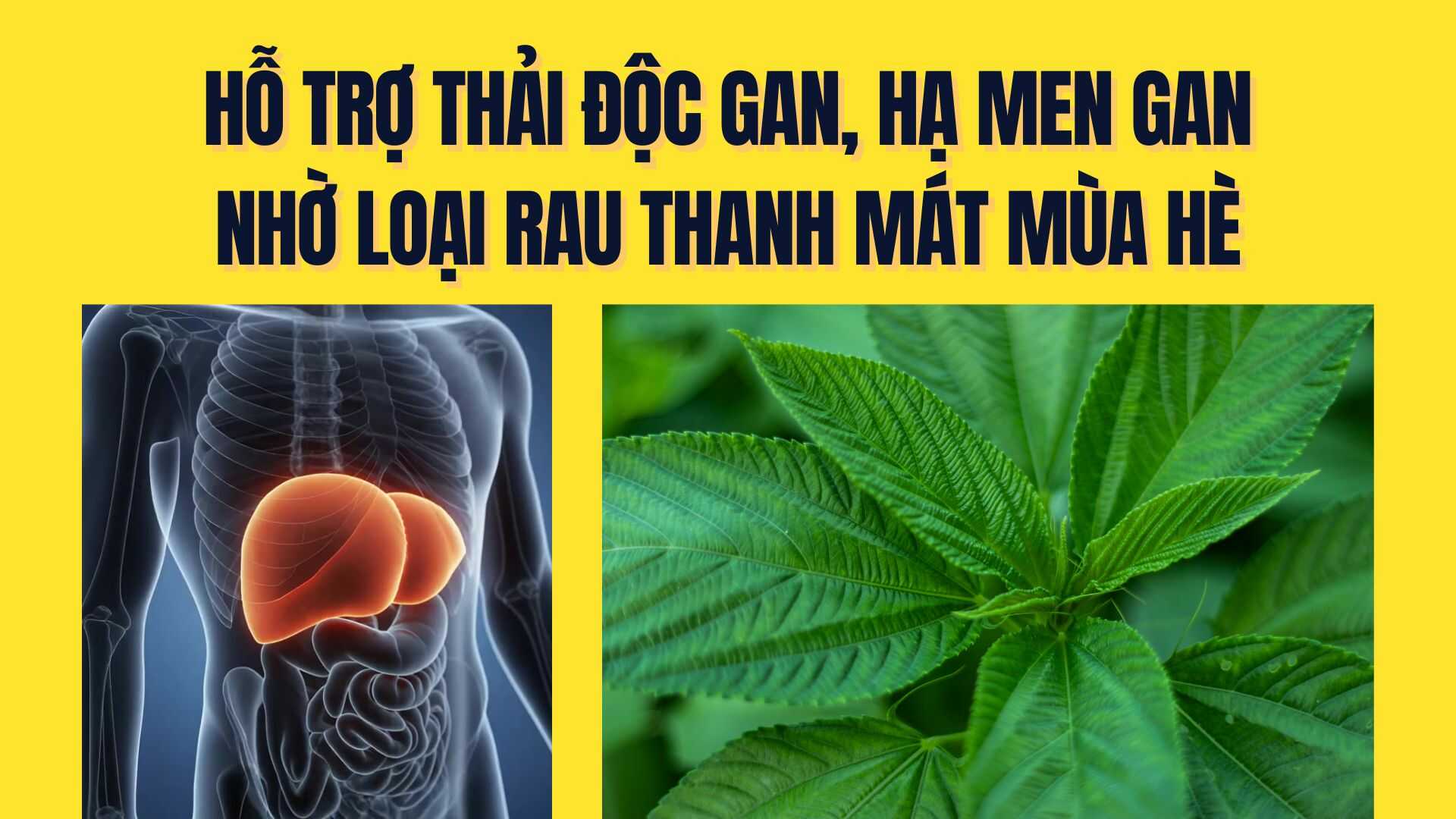 여름철 시원한 채소 덕분에 간 해독 및 간 효소 감소를 지원합니다. 그래픽: 짜미