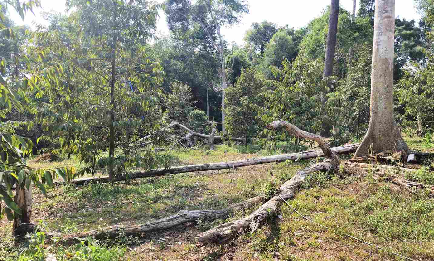 Hơn 2,5ha rừng tại khoảnh 3, 4, tiểu khu 375 thuộc lâm phần do Công ty Cổ phần Cao su Bảo Lâm quản lý bị phá, lấn chiếm. Ảnh: Hải Đường 