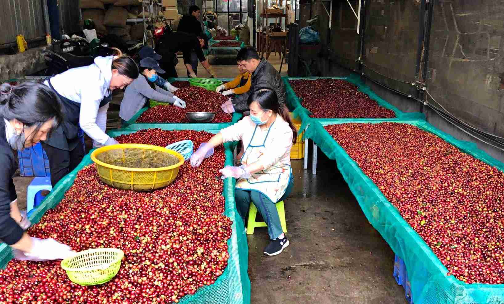 Coffee is one of the key products of Lam Dong province with great export potential through the Halal market. Photo: Phuc Khanh