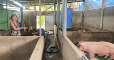 People in Tra Con commune reflect on the situation of waste from pig farming activities causing environmental pollution and affecting life. Photo: Hoang Loc.