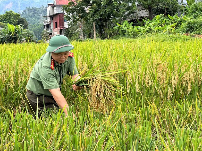 Lực lượng Công an xã Xuân Quang trực tiếp xuống đồng giúp dân gặt lúa, lan tỏa tinh thần vì Nhân dân phục vụ. Ảnh: CA Lào Cai