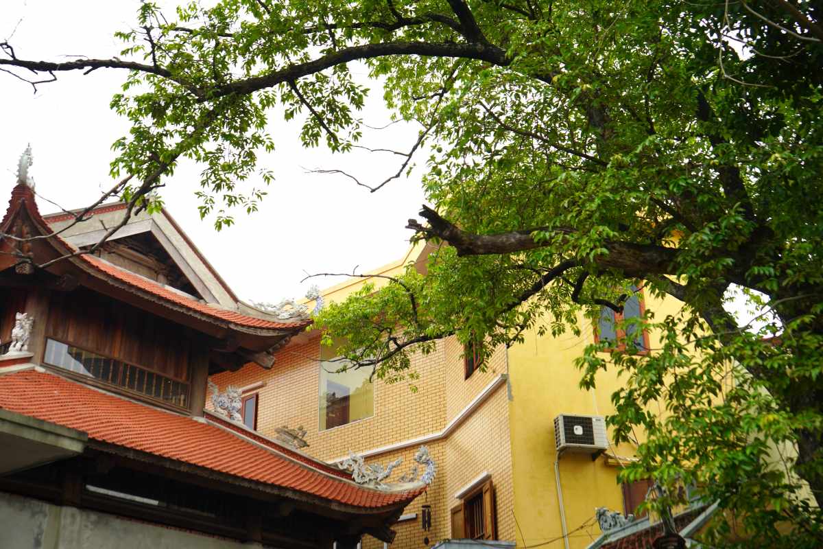 Cây thị quanh năm xanh tốt, tỏa bóng mát cho mái chùa xưa. Ảnh: Mai Dung