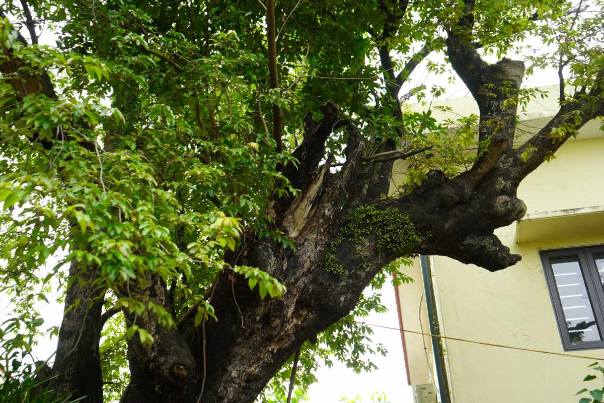 Trải qua mưa bão, một số cành cây cũng đã gãy rụng. Ảnh: Mai Dung