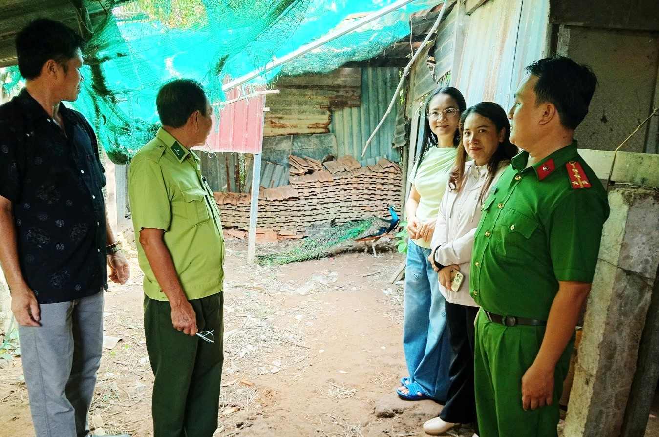 Functional agencies receive rare peacock individuals handed over by people. Photo: Police