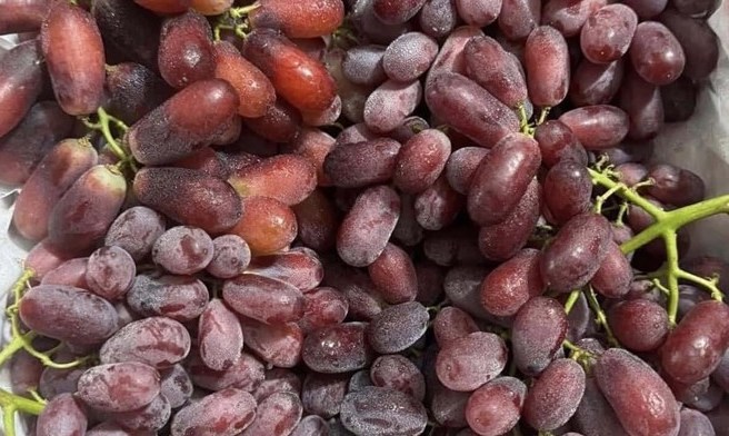 Red grapes are good for the kidneys, so they are included in the diet. Photo: Quang Minh