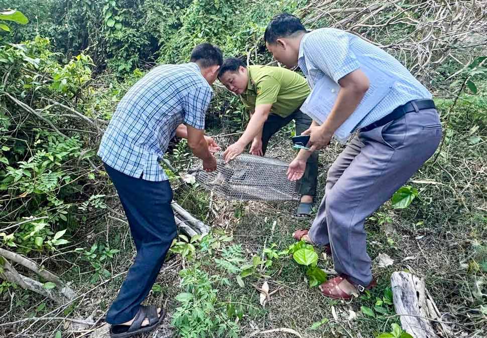 Functional forces proceed to release pangolins back to their natural environment. Photo: Police