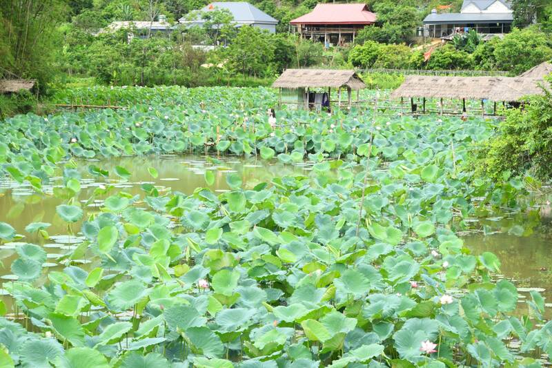 Hồ sen bản Híp, phường Chiềng Sinh, tỉnh Sơn La đang nở rộ. Ảnh: Trường Sơn