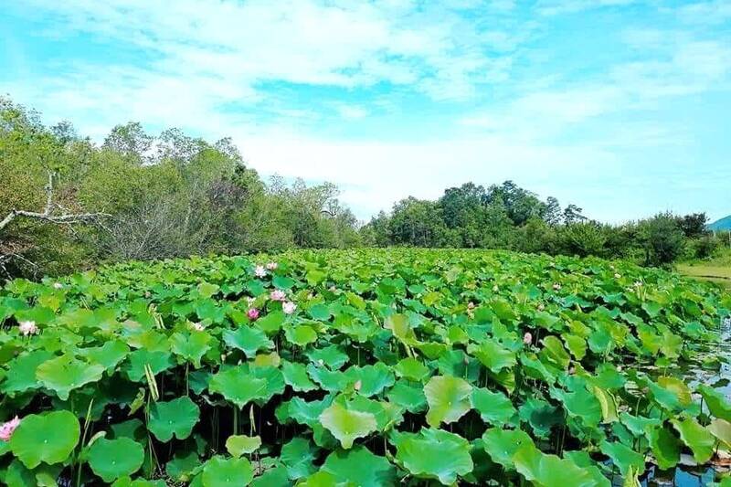 Hồ sen trên núi, xã Tạ Khoa. Ảnh: Lừ Luyến