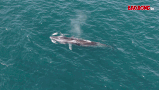 Whales appear, hunting for prey in Hon Kho sea area (Quy Nhon Dong ward, Gia Lai) on the afternoon of June 12. Photo: Dang Van Hai