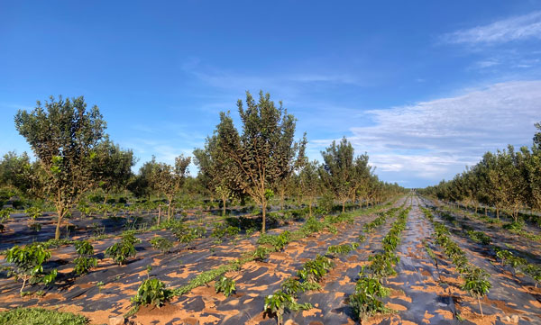 High-tech and large-scale agriculture will promote economic development in border areas. Photo: Thanh Tuan
