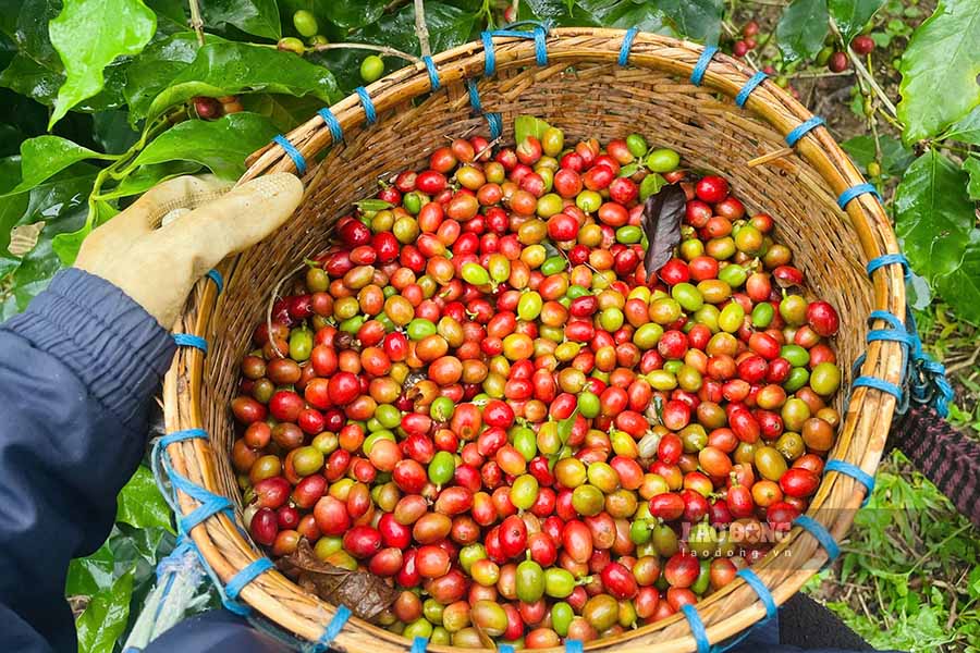 The quality of Muong Ang Arabica coffee is highly appreciated by experts and has its own unique flavor. Photo: Quang Dat